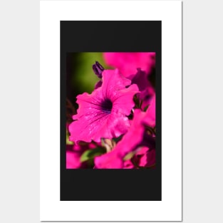 Fresh pink petunia blossom Posters and Art